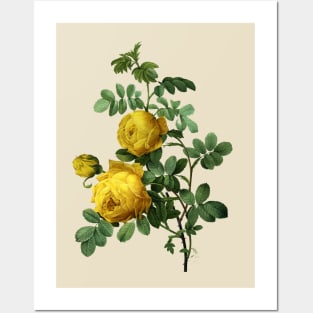 Vintage Yellow Roses Flowers Posters and Art